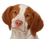 London - &Eacute;pagneul Breton