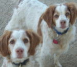 Willow and Daisy - &Eacute;pagneul Breton (8 ans)