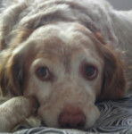 Mon petit toutou - &Eacute;pagneul Breton M&acirc;le (17 ans)