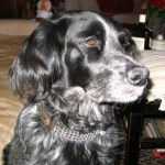 Coquine - &Eacute;pagneul Breton (12 ans)