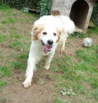 Link - &Eacute;pagneul Breton M&acirc;le (6 ans)