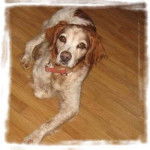 Junior - Épagneul Breton Mâle (15 ans)