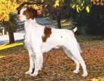 Epagneul Breton - &Eacute;pagneul Breton