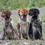 L&eacute;o , Nala et Nina - &Eacute;pagneul Breton (3 ans)