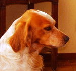 Roxanne - Épagneul Breton (10 ans)