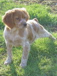LE CLOS BECASSIER - Epagneul Breton - &Eacute;pagneul Breton