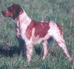 EPAGNEUL BRETON - OSLO Du Clos B&eacute;cassier - &Eacute;pagneul Breton
