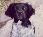 &eacute;pagneul breton VIC - &Eacute;pagneul Breton