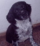 cauny &eacute;pagneul breton - &Eacute;pagneul Breton