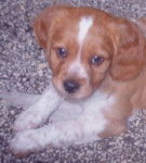 c&eacute;lia &eacute;pagneul breton - &Eacute;pagneul Breton