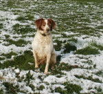l'&eacute;pagneul breton c'est popsy il fait bien de l'agility!!! - &Eacute;pagneul Breton