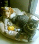 epagneul breton - &Eacute;pagneul Breton