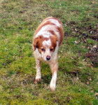 epagneul breton ( petite taille ) - &Eacute;pagneul Breton