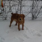 epagneul breton . Lenny - &Eacute;pagneul Breton