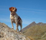 Caline Epagneul breton femelle - &Eacute;pagneul Breton