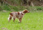 Noisette femelle Épagneul Breton 2 ans - Épagneul Breton (2 ans)