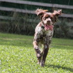 Charlie - &Eacute;pagneul Breton