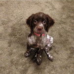 Charlie - &Eacute;pagneul Breton M&acirc;le