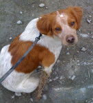 Caramel - &Eacute;pagneul Breton (1 mois)