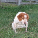 Shyla - &Eacute;pagneul Breton (7 ans)