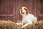 Un Épagneul Breton allongé sur une botte de paille