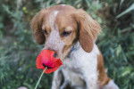 Un Épagneul Breton en train de renifler un coquelicot