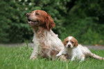 Un Épagneul Breton et son chiot allongés dans l'herbe