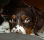 Furio - Épagneul Breton Mâle (2 ans)