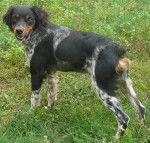 fraisy - &Eacute;pagneul Breton