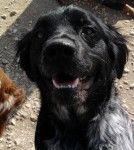 Fafi De la Tour de Broue - Épagneul Breton (2 ans)