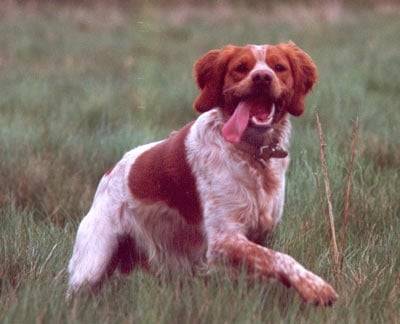 Deri - Épagneul Breton Mâle (7 ans)