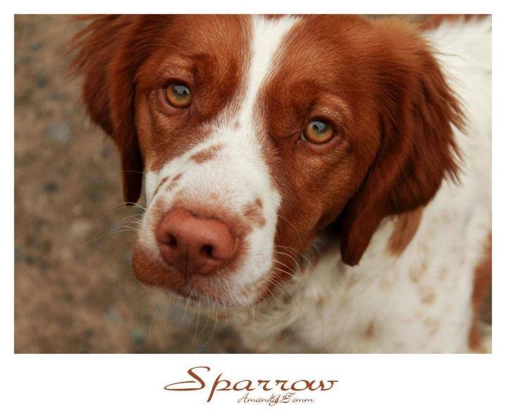 Sparrow - Épagneul Breton (9 mois)