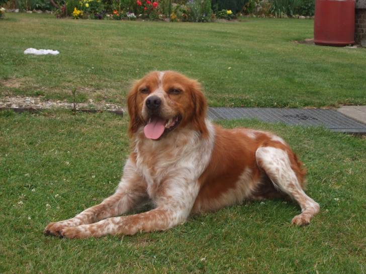 Boxy - Épagneul Breton Mâle (2 ans)