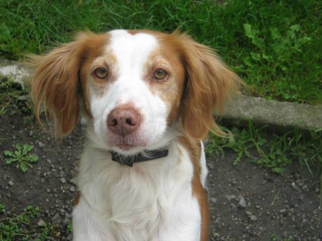 octane - Épagneul Breton (11 ans)