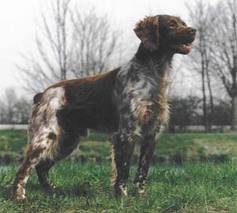 Kira - Épagneul Breton (3 ans)