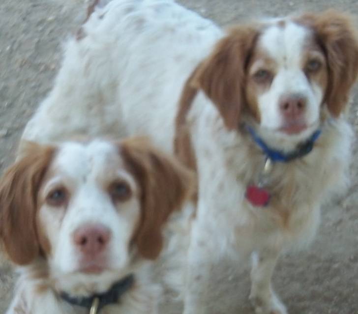 Willow and Daisy - Épagneul Breton (8 ans)