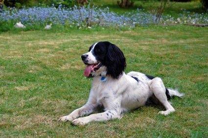 Lola - Épagneul Breton (4 ans)