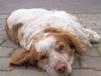 Watson (il est mort) - Épagneul Breton Mâle (10 ans)