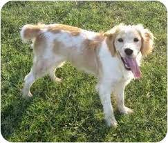 Breston - Épagneul Breton Mâle (2 ans)