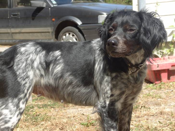 Cassie - Épagneul Breton (3 ans)