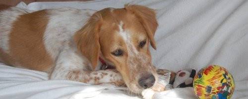 Bella - Épagneul Breton (1 an)