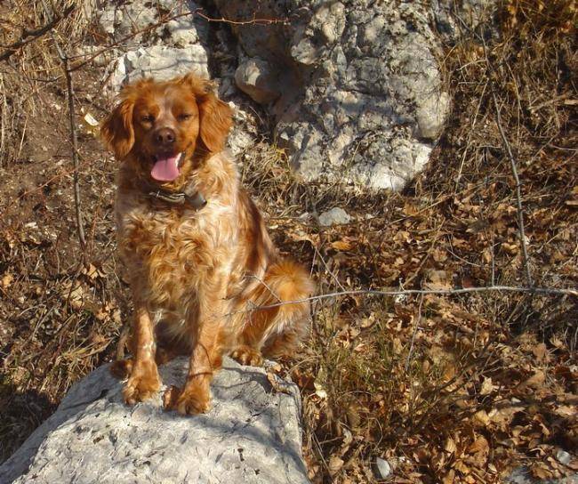 Cissy 3 ans - Épagneul Breton (3 ans)