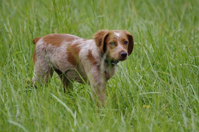 Noisette Epagneul Breton 4 mois - Épagneul Breton (4 mois)