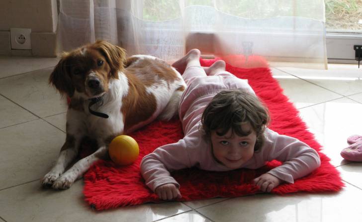 Comète et ma fille 2 - Épagneul Breton (4 ans)