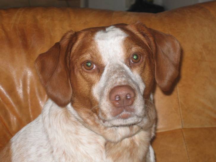 shadow - Épagneul Breton Mâle (4 ans)