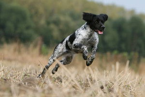 Un Epagneul Breton grisonné bondit dans un champ
