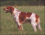 Epagneul Breton - Épagneul Breton