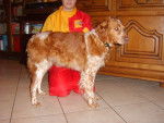 épagneul breton orange et blanc . Sandy du VAl de Chauffour - Épagneul Breton