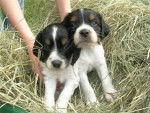 epagneul bretonne tricolor BROWNIE - Épagneul Breton