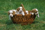Une portée d'Épagneuls Bretons dans un panier en osier